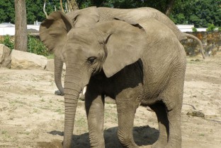 Loxodonta africana   slon afrykanski 2