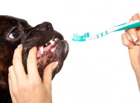 dogs brushing