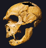 neandertal
