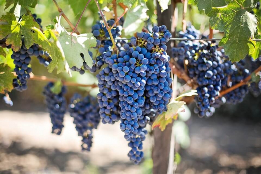Winogrona sposobem na zwiększenie trwałości wypełnień?
