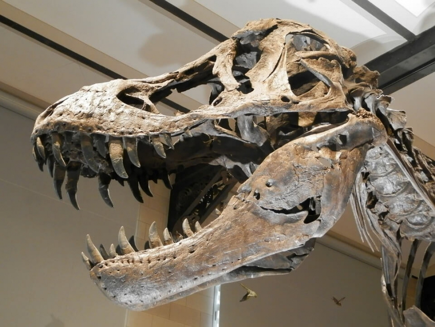 „Current Biology”: niektóre dinozaury też traciły zęby mleczne