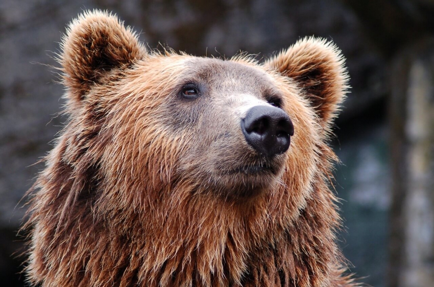 Stomatolog Paul Cassar usunął zęby cierpiącemu niedźwiedziowi