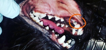 ortodoncja u psa