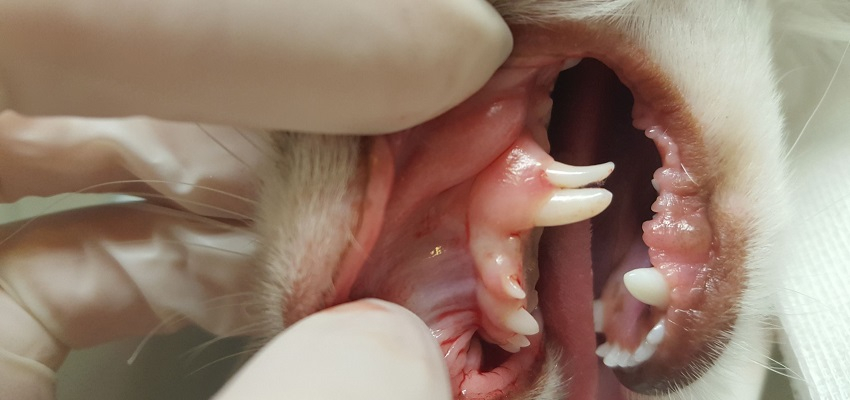 Zęby mleczne – mały piesek, duży problem