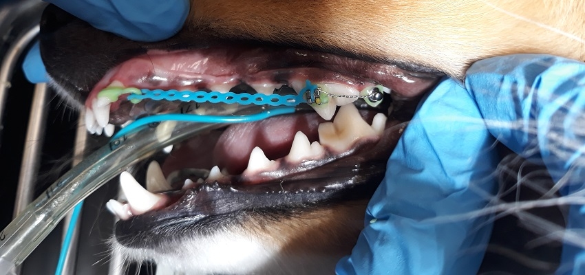 Ortodoncja w stomatologii psów. Czy ma zastosowanie? Czy warto?