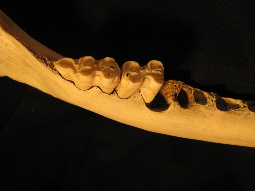 Na Grenlandii odkryto zęby prassaka sprzed 215 mln lat