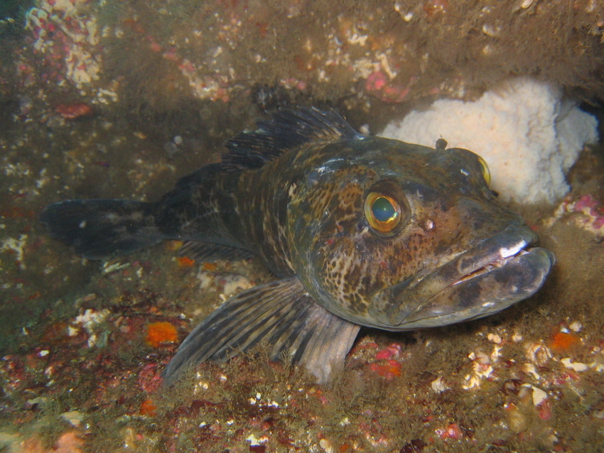 Ofiodon – ryba z… 555 zębami pod lupą naukowców