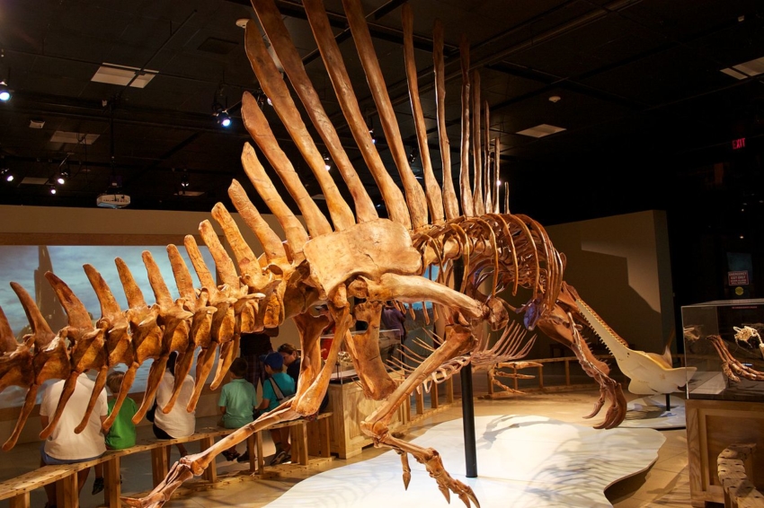 Historical Biology: spinozaury bardzo często wymieniały zęby