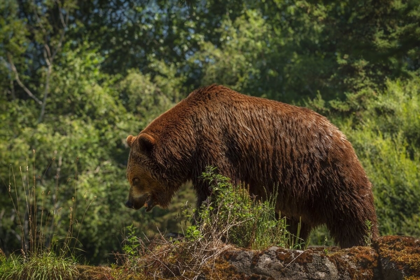 USA: lekarz dentysta przeżył atak niedźwiedzia grizzly