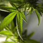 marijuana leaf