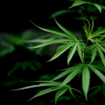 cannabis marijuana leaf closeup