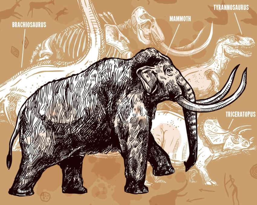 USA: odnaleziono kompletny kieł mamuta sprzed 10 000 lat