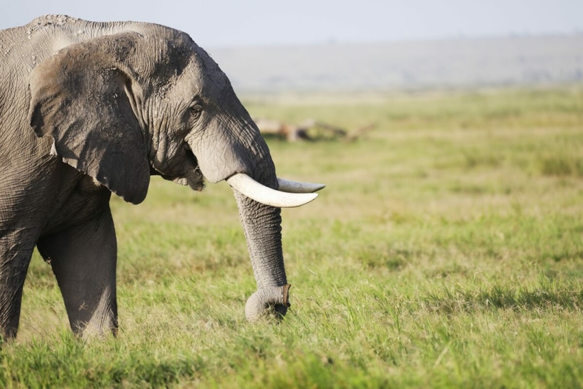 USA: 3-godzinny zabieg stomatologiczny… u słonia