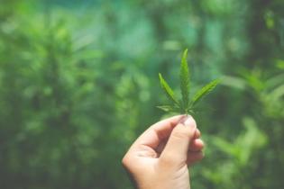 marihuana