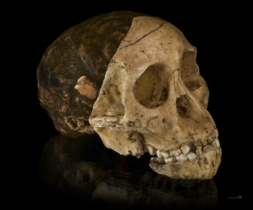 australopitek